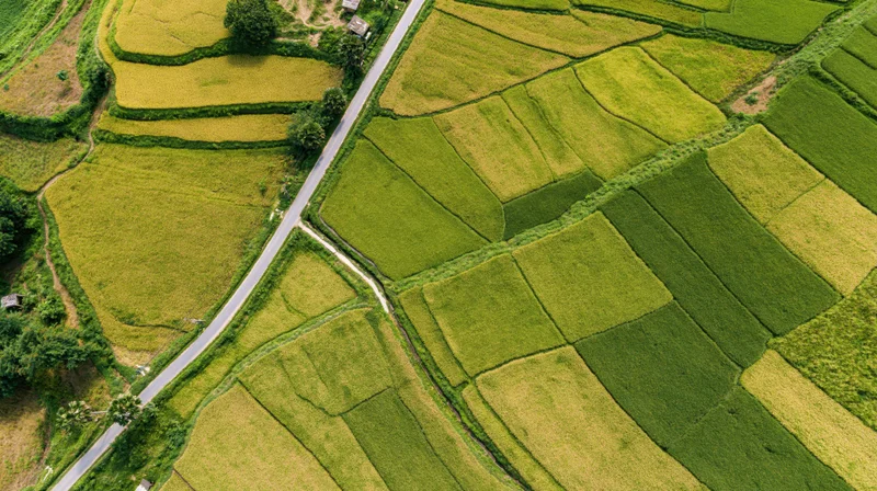 Aerial top-down view of terraced rice paddies in a rural landscape with winding road and scattered houses