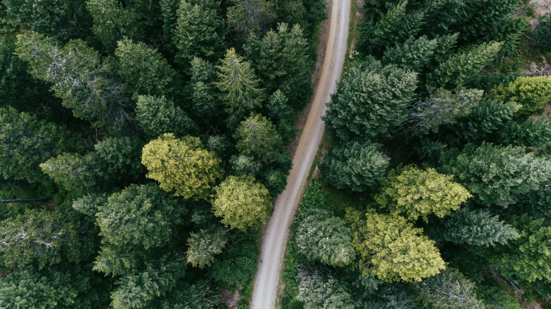 Aerial top-down view of a winding dirt path through a dense forest of conifer and deciduous trees