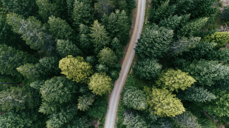 Aerial top-down view of a winding dirt path through a dense forest of conifer and deciduous trees