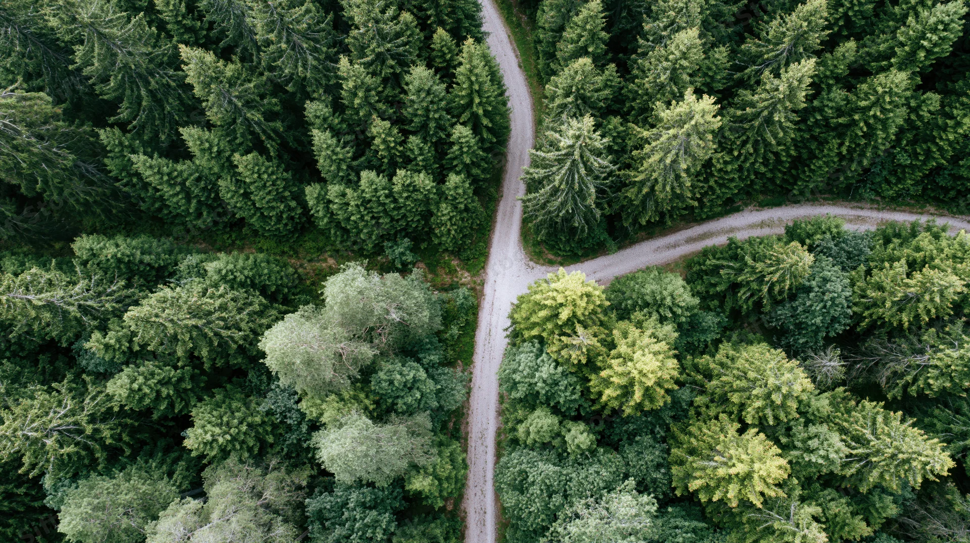 Aerial top-down view of a winding dirt path through a dense forest of conifer and deciduous trees