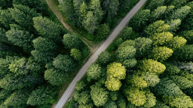 Aerial top-down view of a dirt path crossing through a dense forest canopy