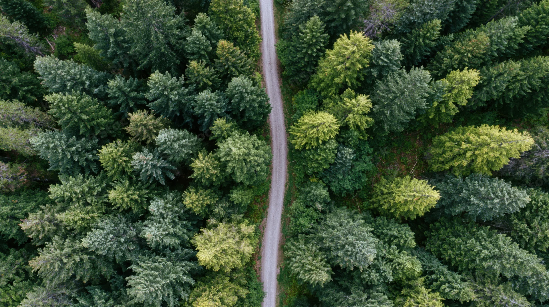 Aerial top-down view of a narrow dirt path winding through a dense green forest canopy