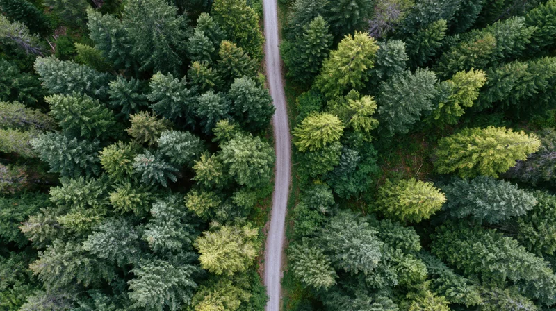Aerial top-down view of a narrow dirt path winding through a dense green forest canopy