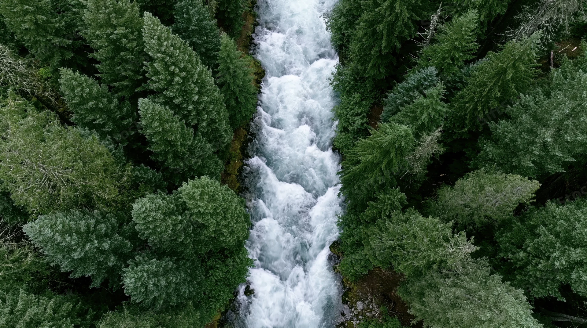 Aerial top-down view of a rushing whitewater river flowing through a dense evergreen forest
