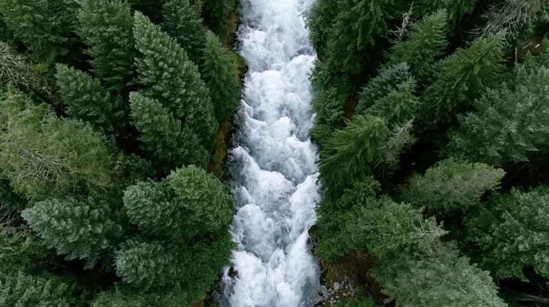 Aerial top-down view of a rushing whitewater river flowing through a dense evergreen forest