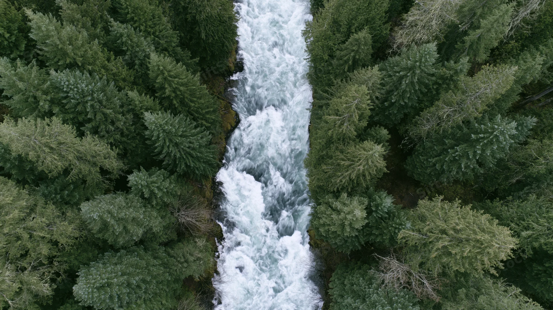 Aerial top-down view of a rushing whitewater river cutting through a dense evergreen forest