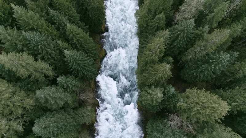 Aerial top-down view of a rushing whitewater river cutting through a dense evergreen forest