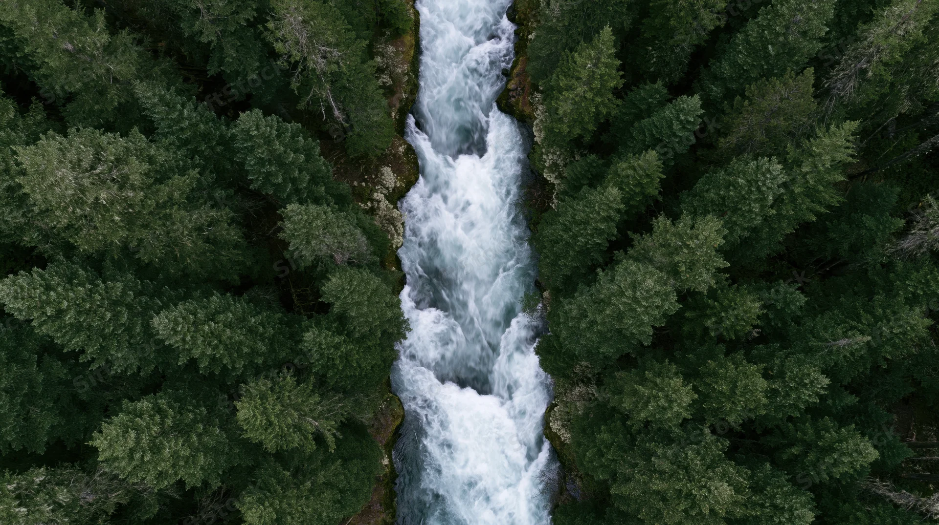 Aerial top-down view of a rushing whitewater river flowing through a dense forested canyon