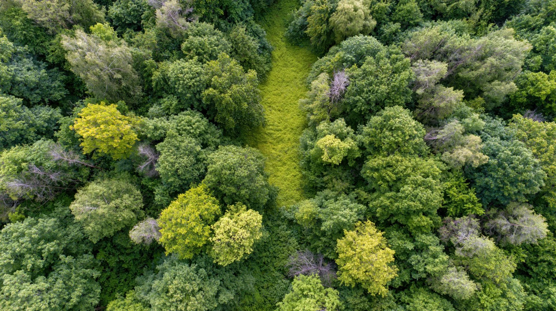 Aerial top-down view of a temperate deciduous forest with a narrow grassy path cutting through the tree canopy