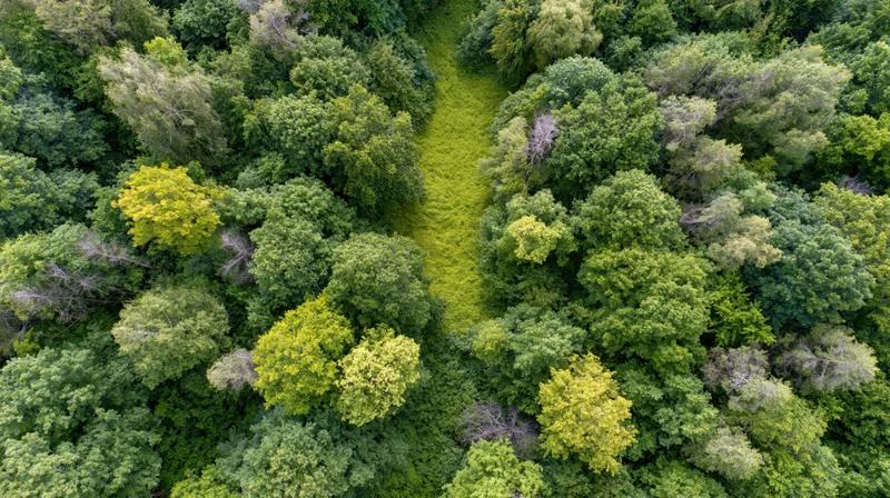 Aerial top-down view of a temperate deciduous forest with a narrow grassy path cutting through the tree canopy