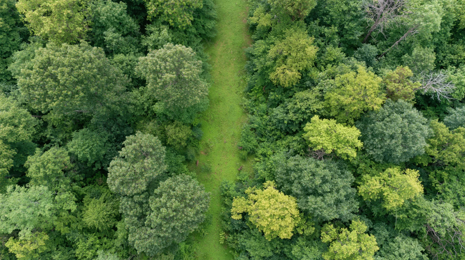 Aerial top-down view of a temperate deciduous forest with a narrow grassy path cutting through the dense tree canopy