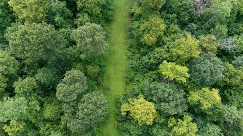 Aerial top-down view of a temperate deciduous forest with a narrow grassy path cutting through the dense tree canopy