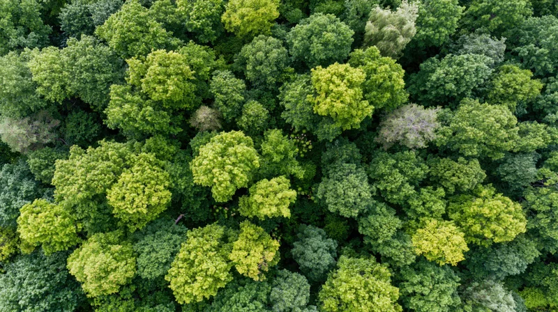 Aerial top-down view of dense temperate forest canopy