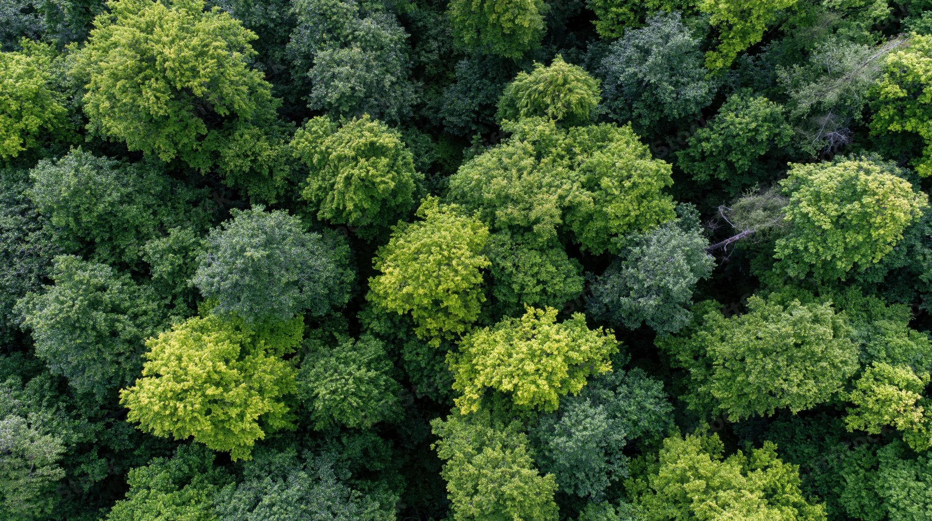 Aerial top-down view of dense temperate forest canopy