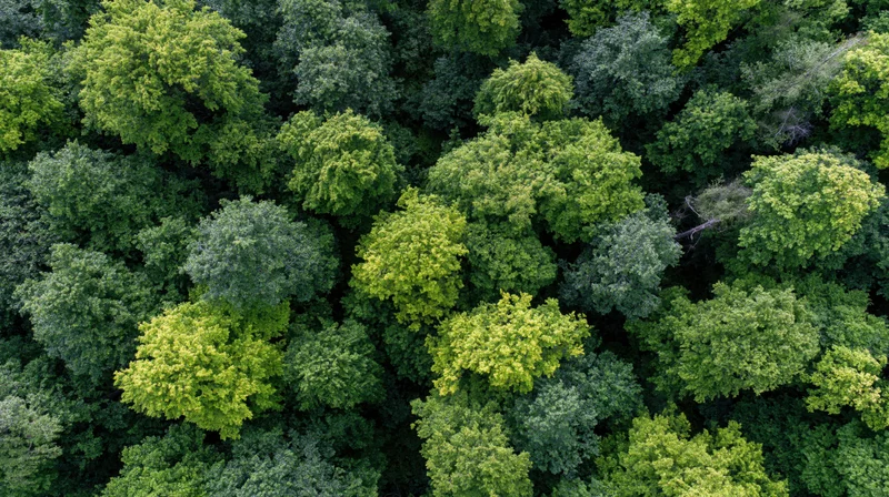 Aerial top-down view of dense temperate forest canopy