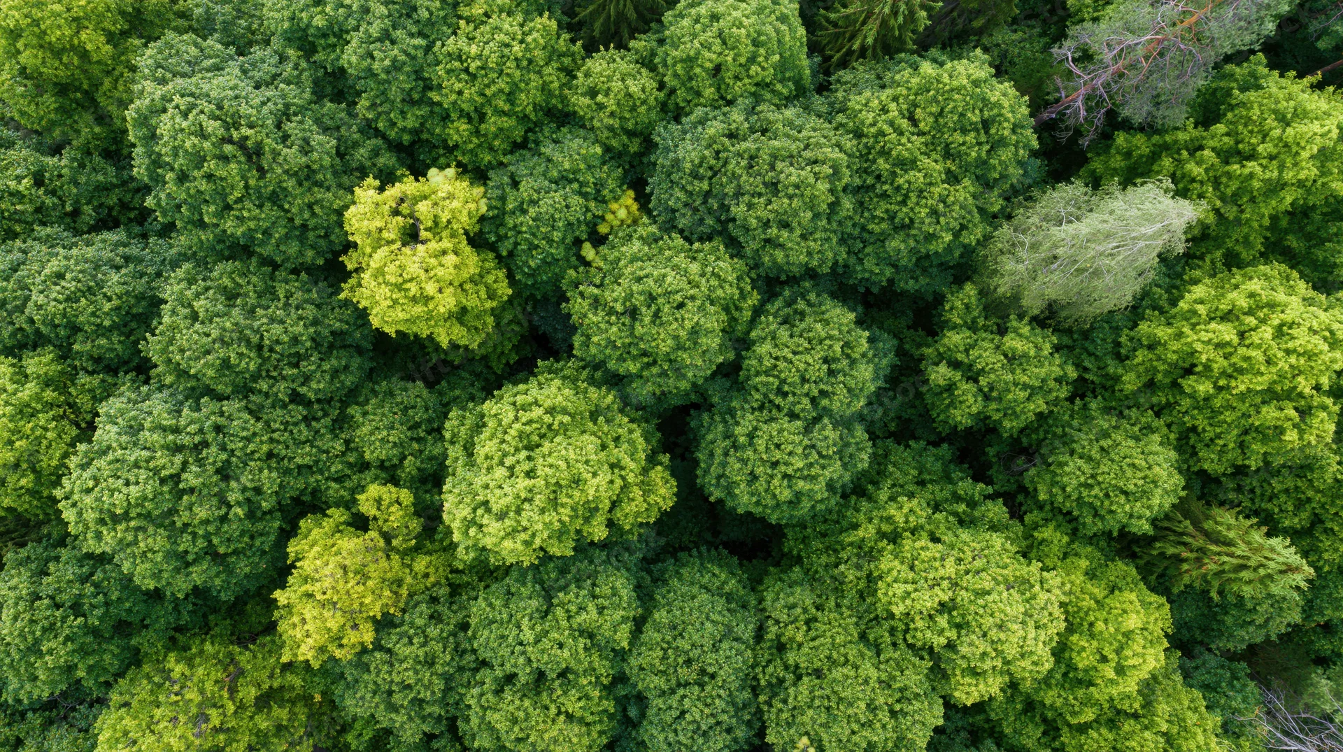 Aerial top-down view of dense temperate forest canopy with green foliage and treetops