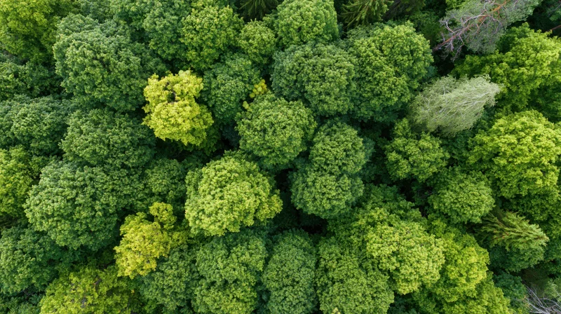 Aerial top-down view of dense temperate forest canopy with green foliage and treetops