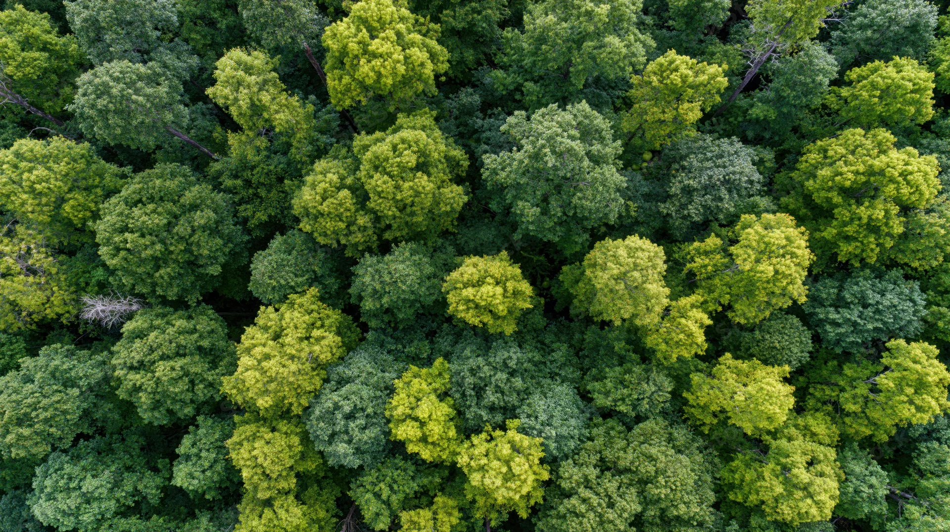 Aerial top-down view of dense temperate forest canopy with green trees and foliage