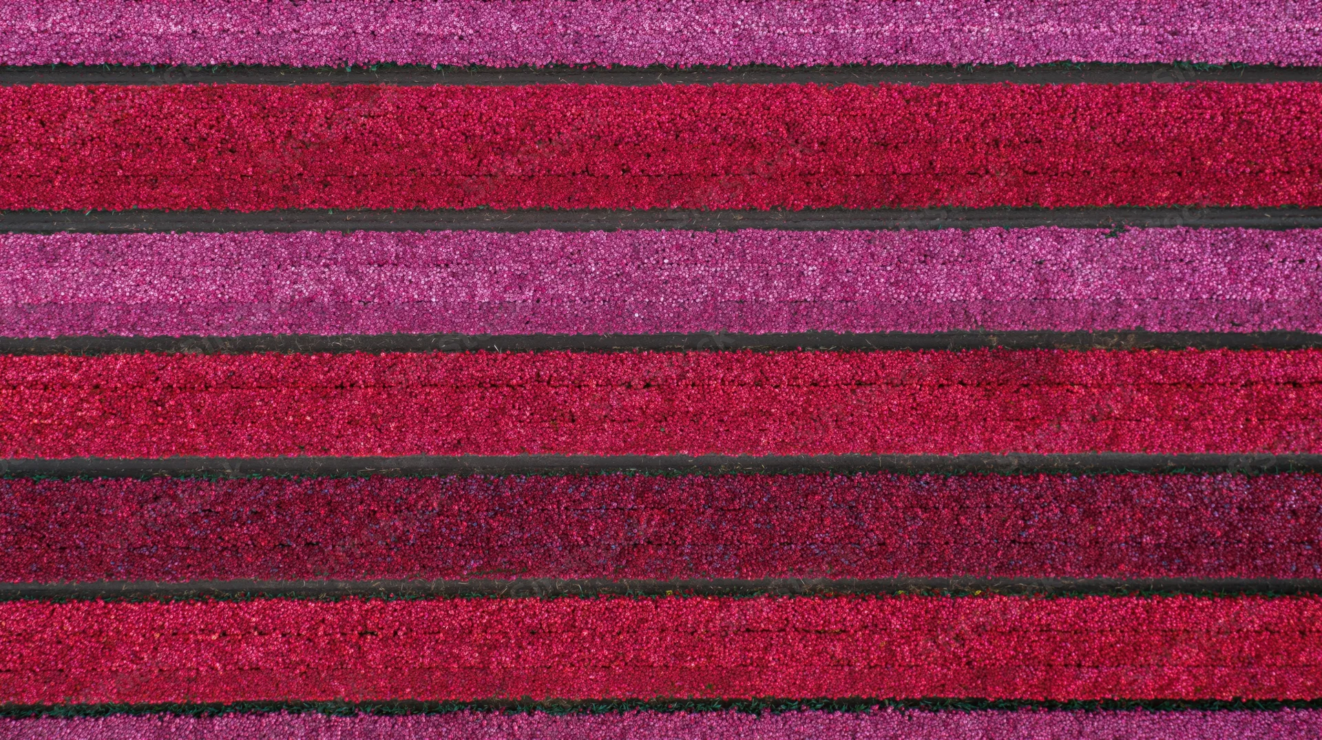 Aerial top-down view of blooming tulip fields in rows
