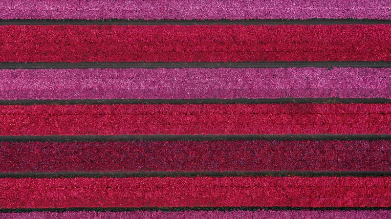 Aerial top-down view of blooming tulip fields in rows