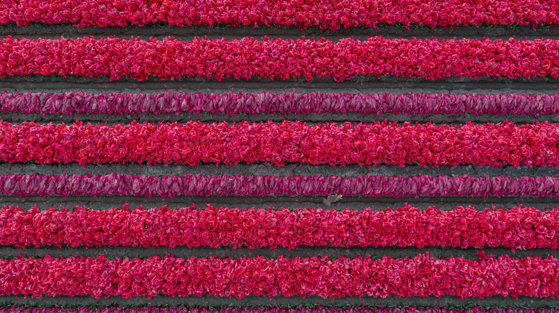 Aerial top-down view of rows of blooming tulips in a Dutch field