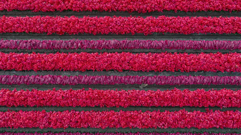 Aerial top-down view of rows of blooming tulips in a Dutch field