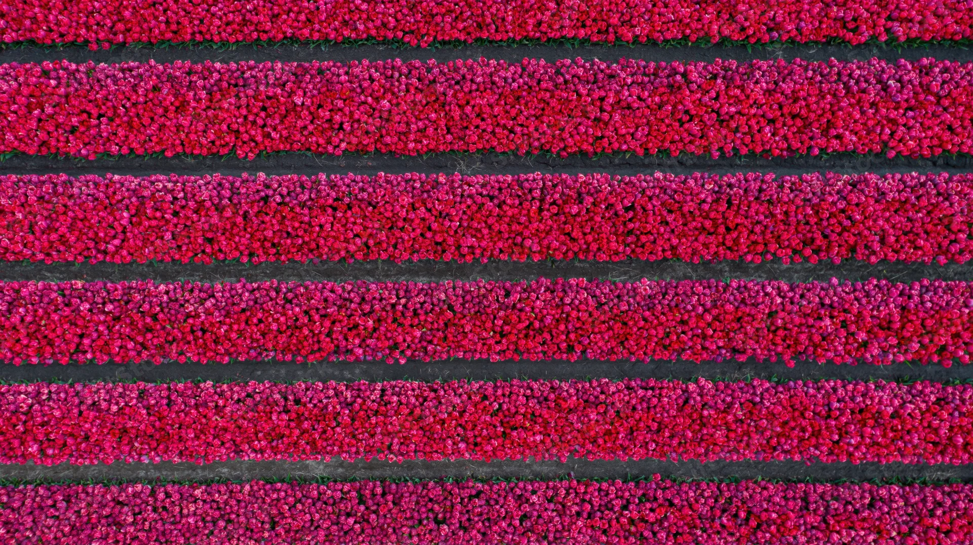 Aerial top-down view of rows of blooming tulips in a Dutch field