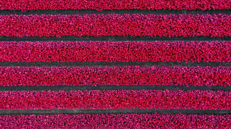 Aerial top-down view of rows of blooming tulips in a Dutch field
