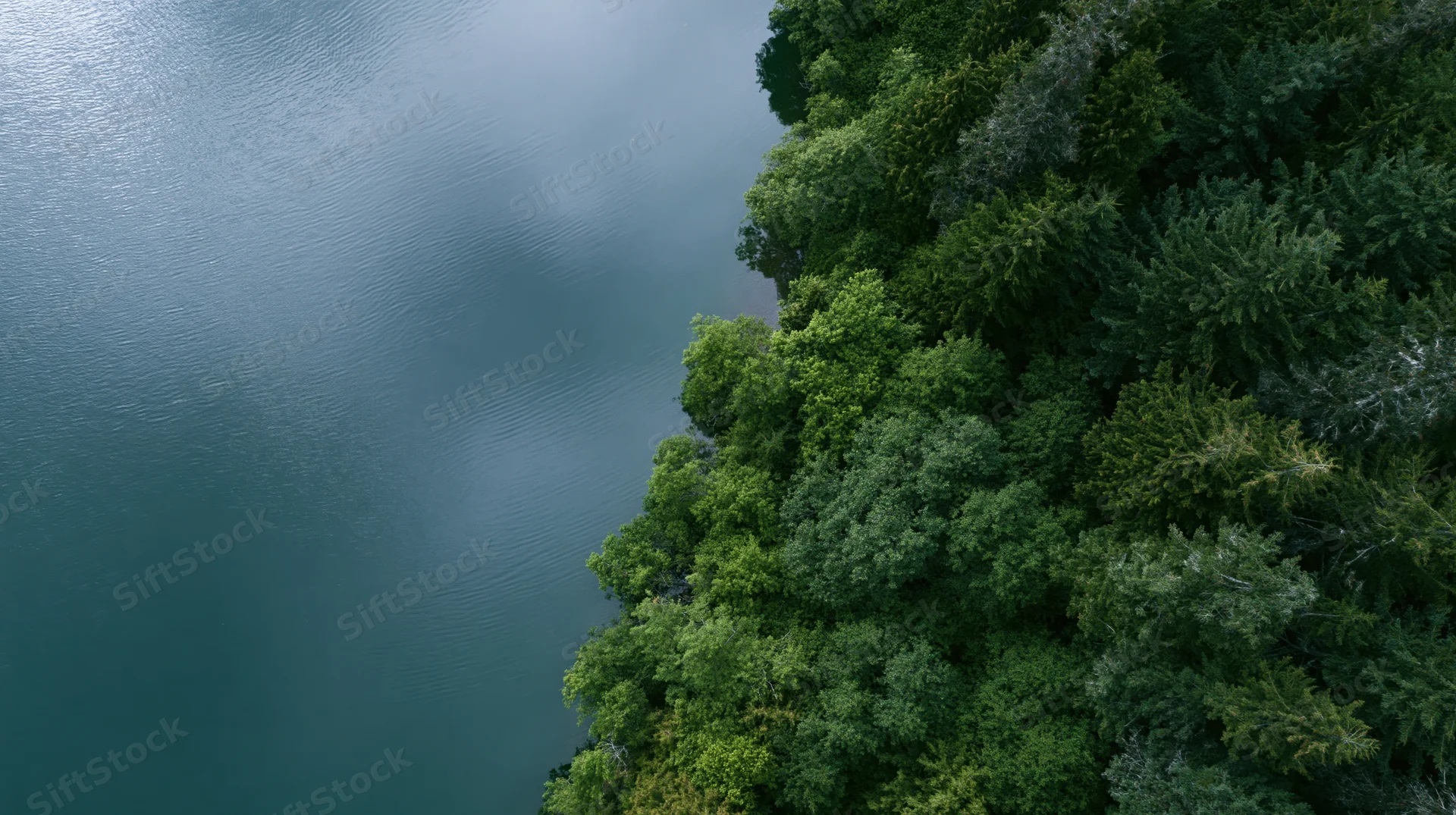 Aerial top-down view of calm lake meeting dense forest edge