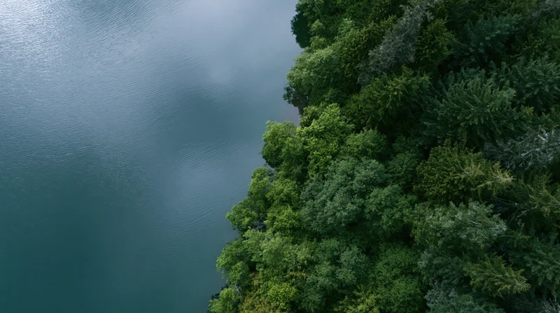 Aerial top-down view of calm lake meeting dense forest edge