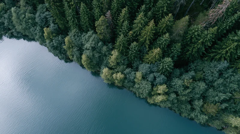 Aerial view of calm lake meeting dense forest shoreline