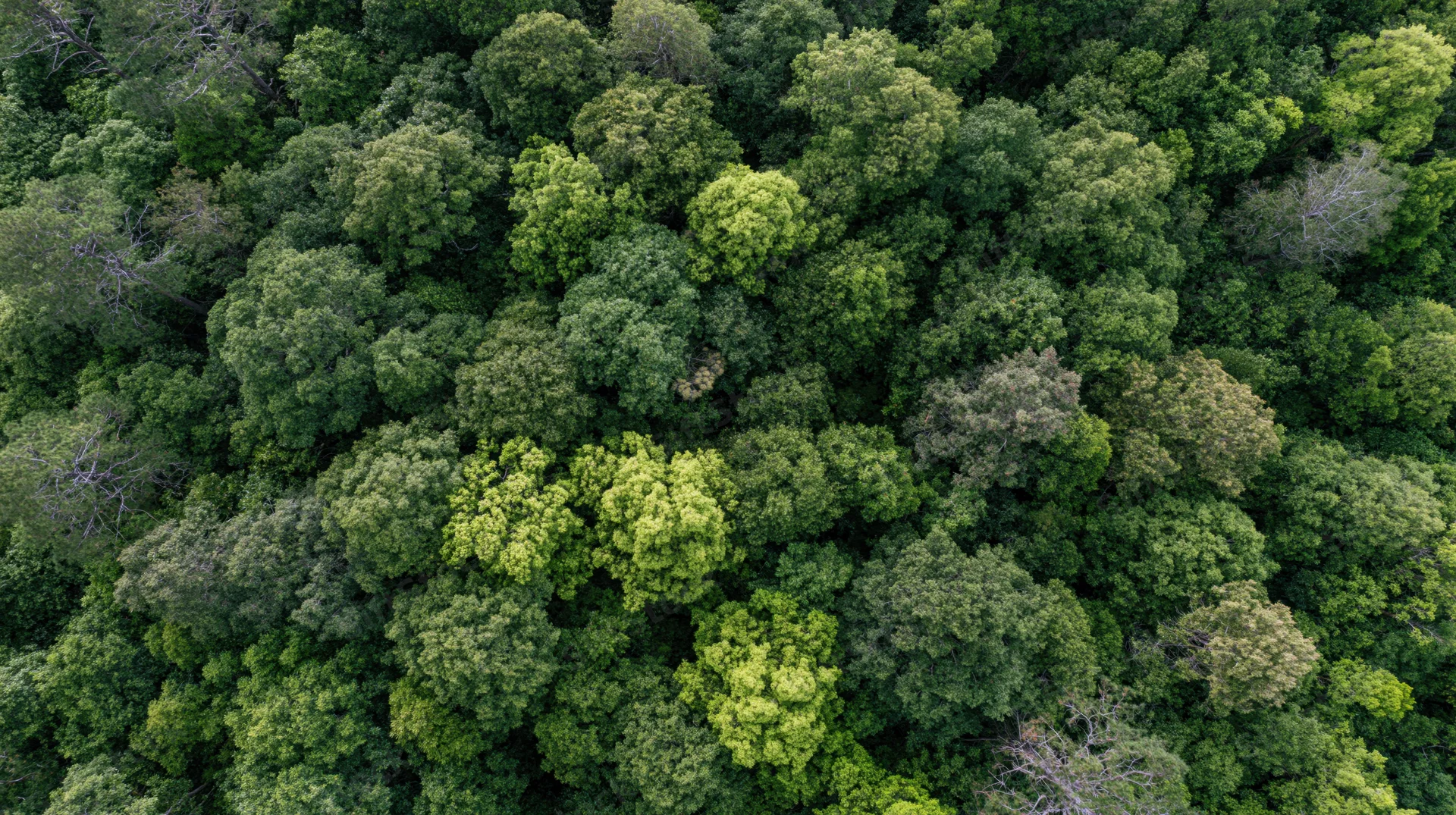 Aerial top-down view of dense broadleaf forest canopy filled with green foliage