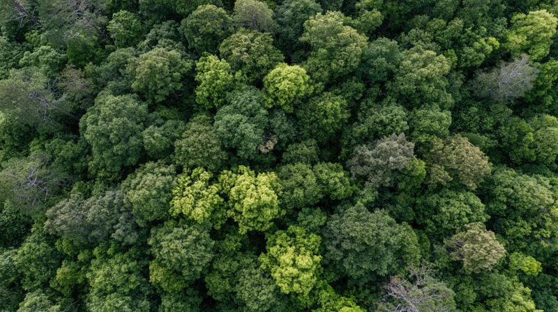 Aerial top-down view of dense broadleaf forest canopy filled with green foliage