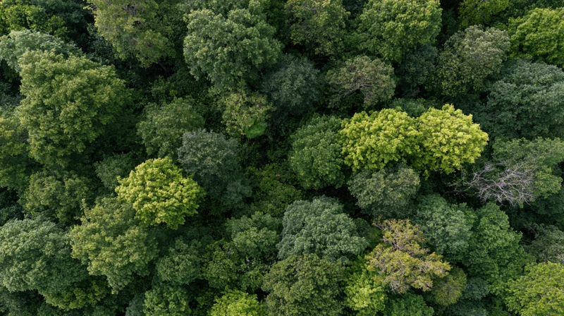 Aerial top-down view of dense broadleaf forest canopy with varied green foliage