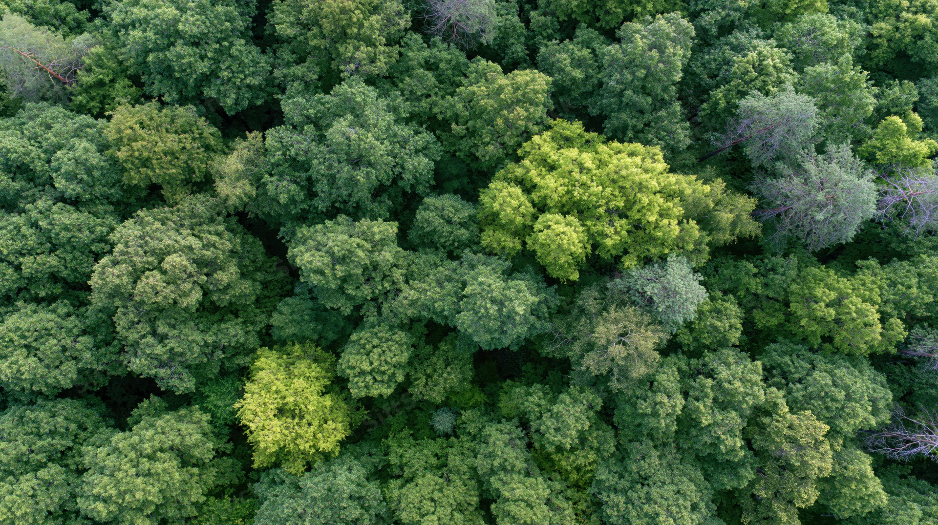 Aerial top-down view of dense broadleaf forest canopy filled with green foliage