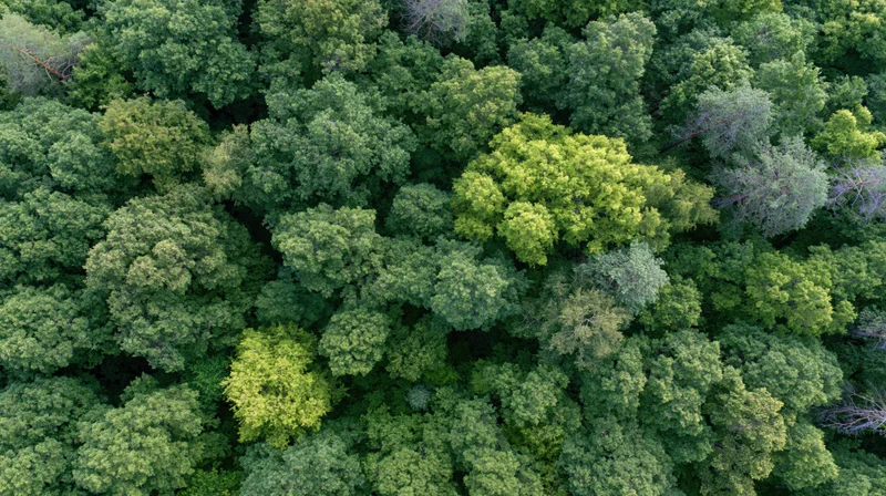 Aerial top-down view of dense broadleaf forest canopy filled with green foliage