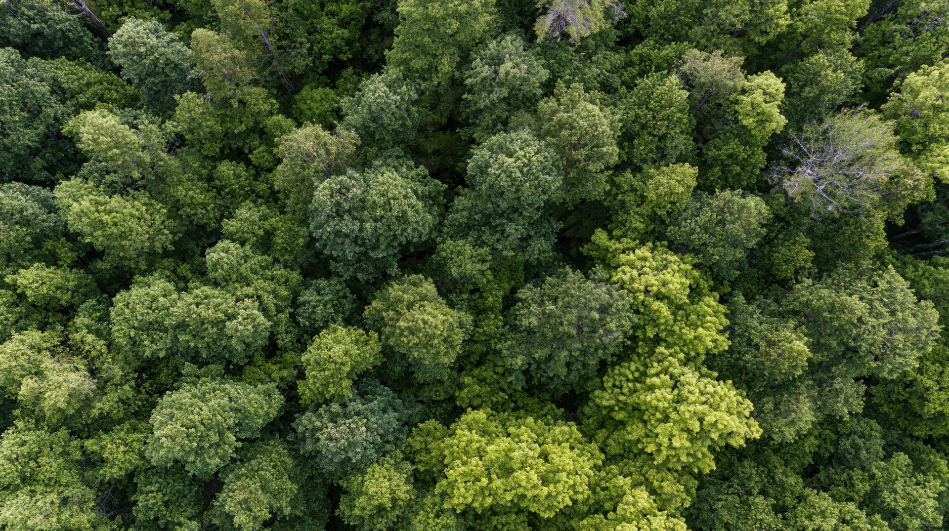 Aerial top-down view of dense broadleaf forest canopy filled with green treetops