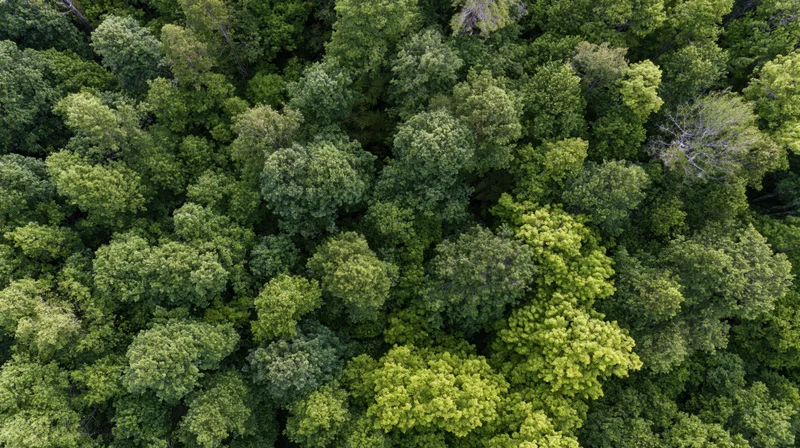 Aerial top-down view of dense broadleaf forest canopy filled with green treetops