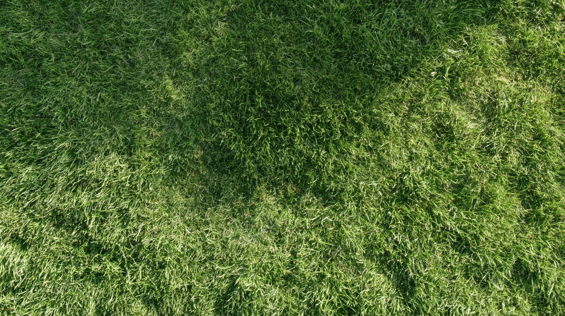 Aerial top-down view of dense green grass field filling the frame