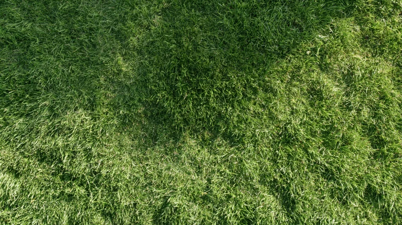 Aerial top-down view of dense green grass field filling the frame