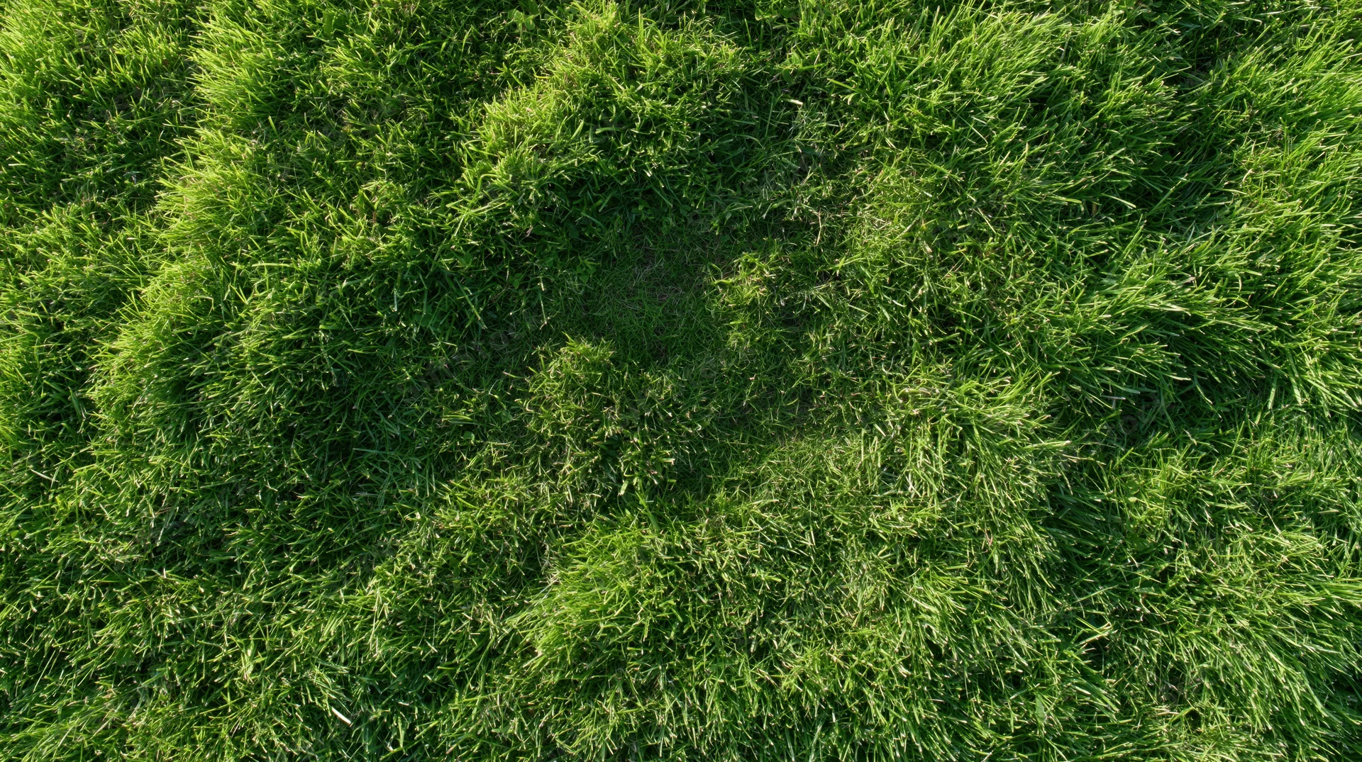 Aerial top-down view of dense green grass field filling the frame