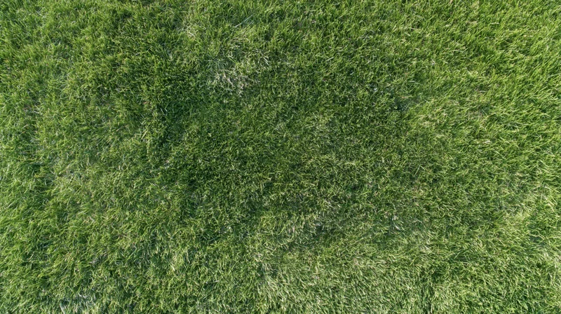Aerial top-down view of dense green grass field filling the frame