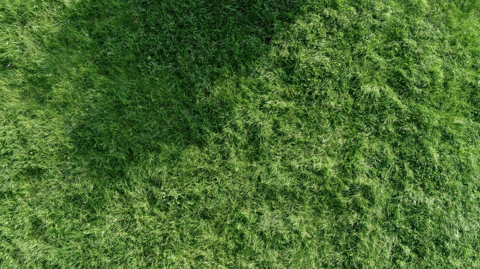 Aerial top-down view of dense green grass field filling the frame