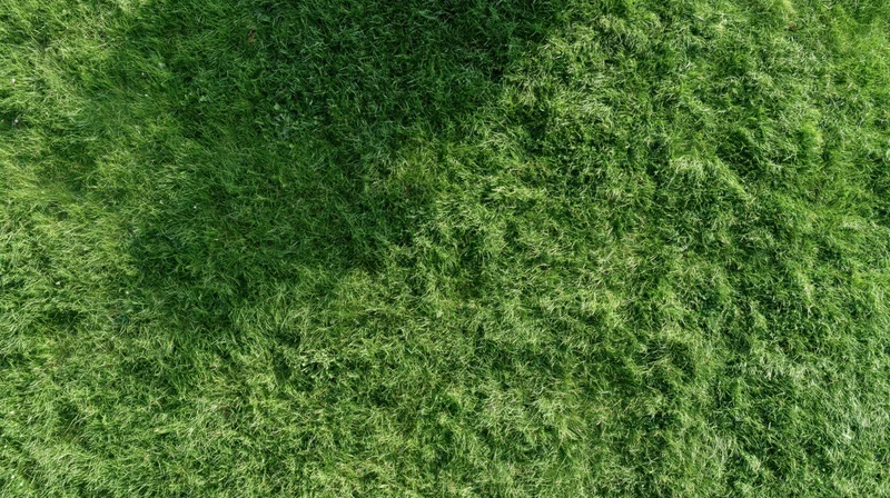 Aerial top-down view of dense green grass field filling the frame