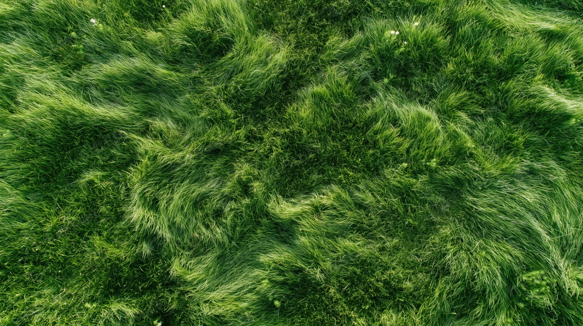 Aerial top-down view of dense green grass field filling the frame