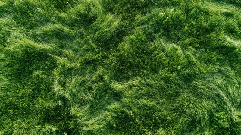 Aerial top-down view of dense green grass field filling the frame