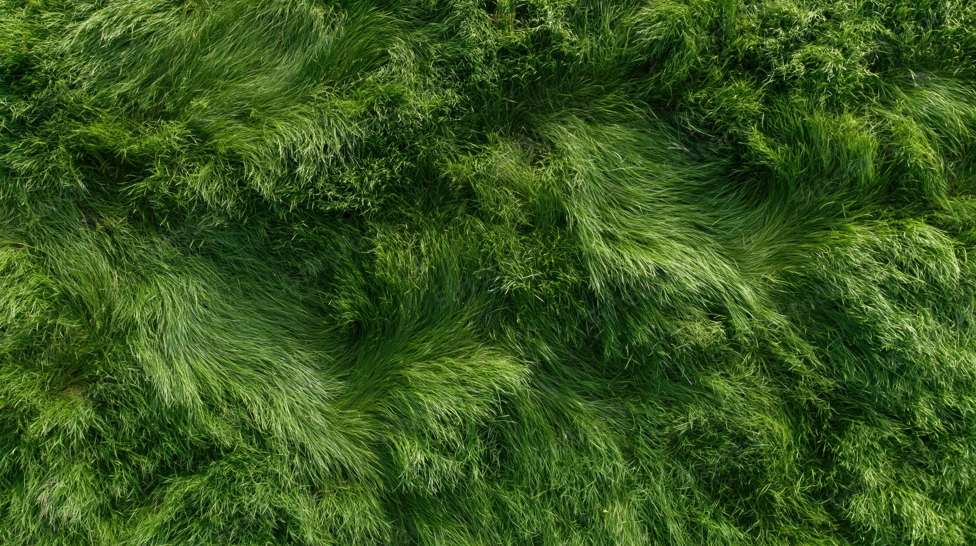 Aerial top-down view of dense green grass field filling the frame