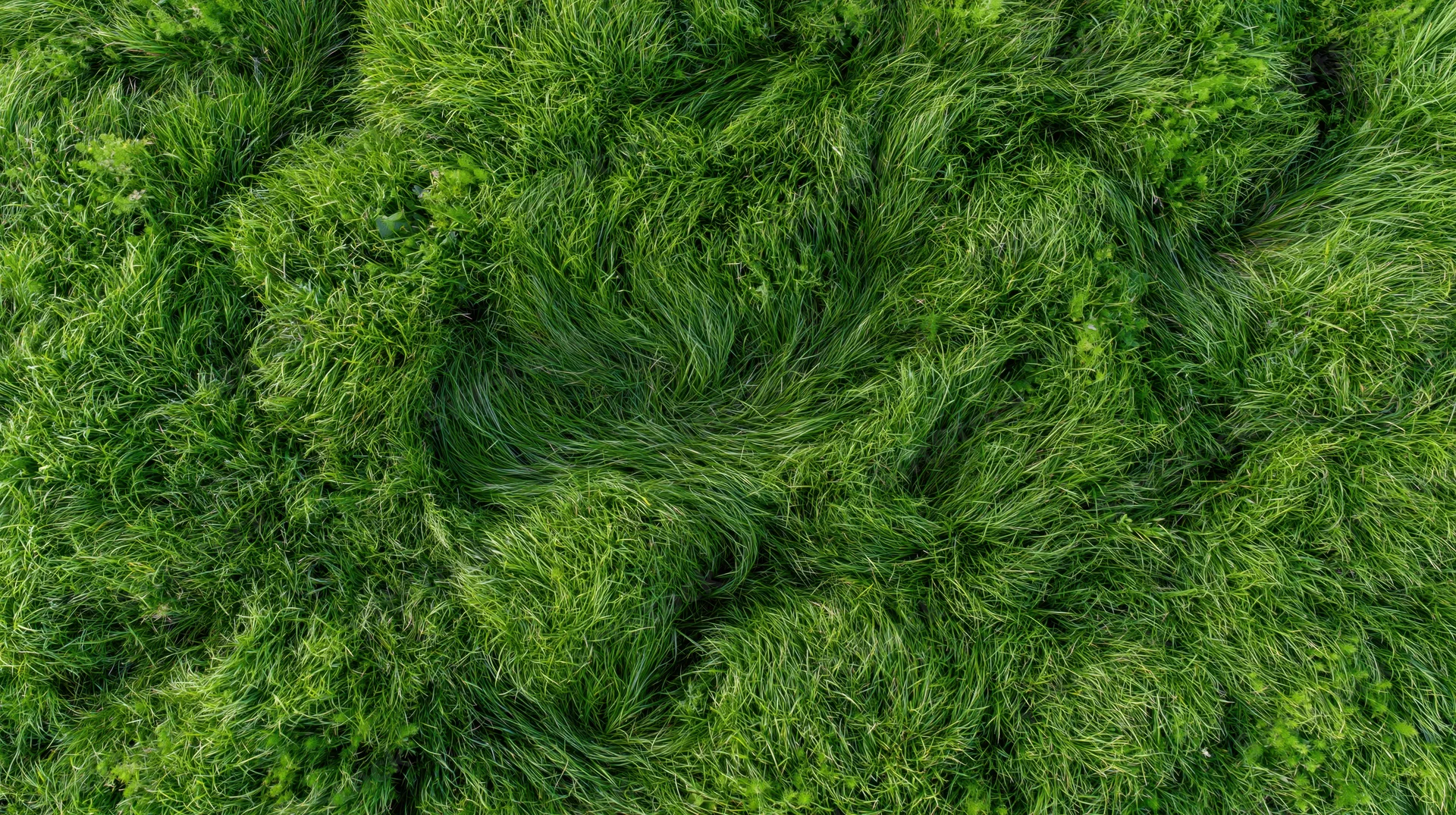 Aerial top-down view of dense green grass field filling the frame