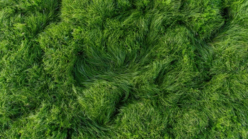 Aerial top-down view of dense green grass field filling the frame