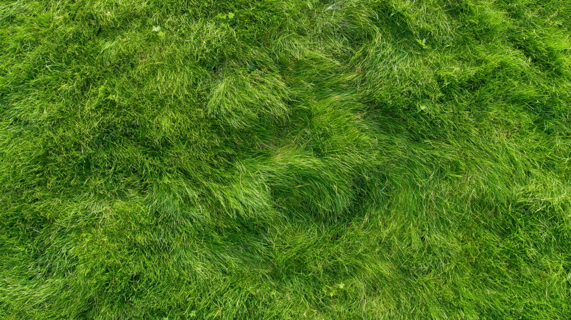 Aerial top-down view of dense green grass field filling the frame